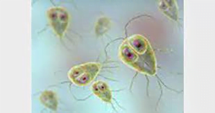 Scientists discovered high levels of parasite contamination while ...